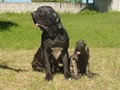In Memorian - Fila Brasileiro Preto - Canil Singular - Globeleza